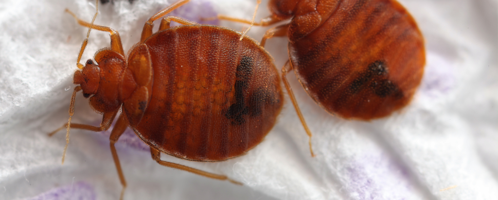 Bed Bug